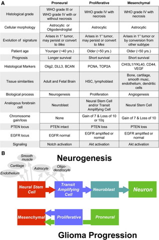 Molecular subclasses of high-grade glioma