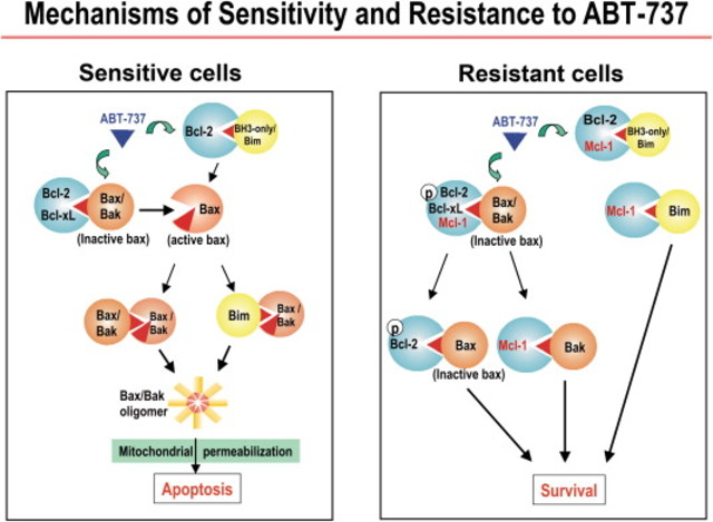 Sensitivity and resistance to BH3 mimetic ABT-737