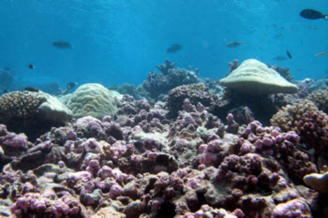 Battle of the Coral Sea