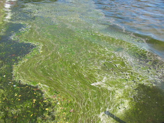 Algae
