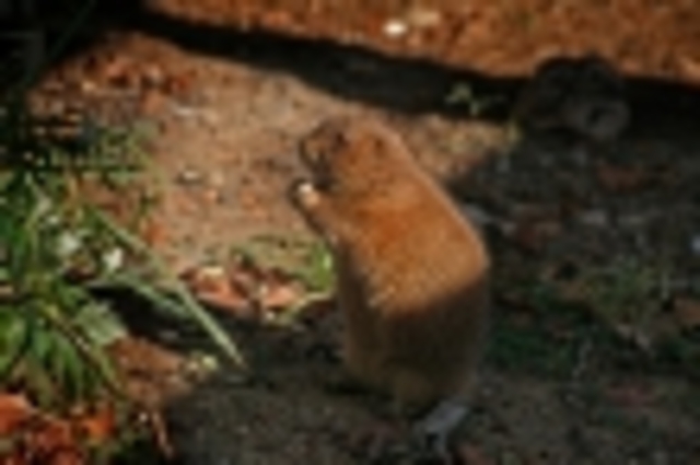 william killing gophers to fit in