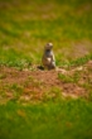 Willam killing gophers.