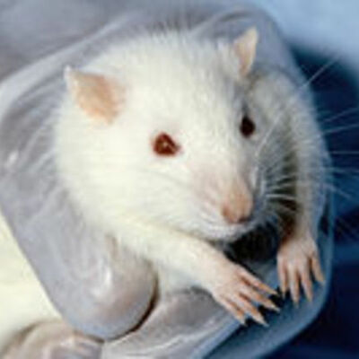 Timeline: Animal Testing