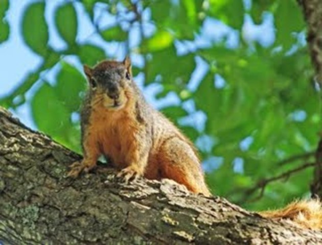 Spring Squirrel