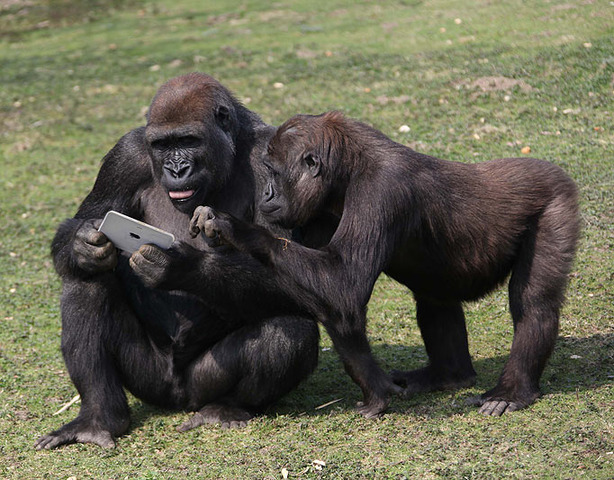 Illegal to Kill Apes