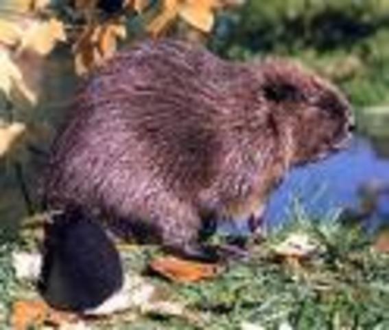 Muskrat,Nutria, and Beaver