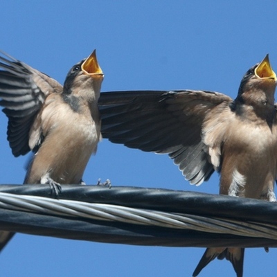 Timeline: Birdsong Learning