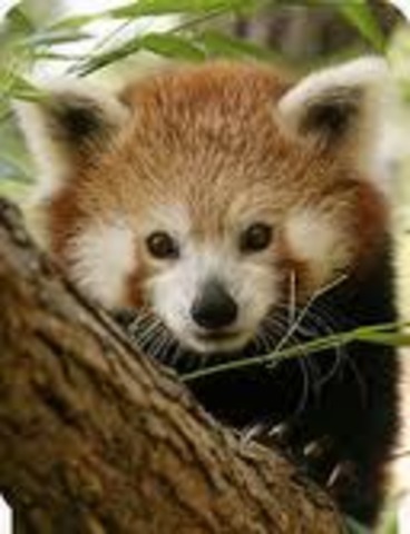 Jessica Paige Colella is born.