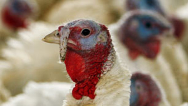 Swine flu hits Ontario turkey farm