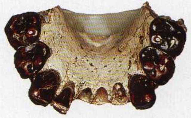 Australopithecus bahrelghazali