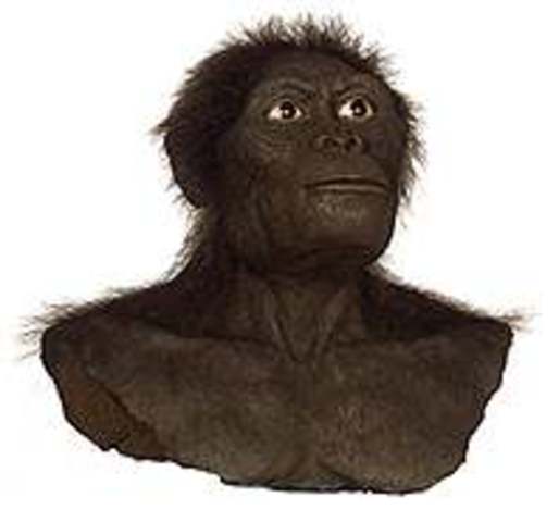 Australopithecus africanus