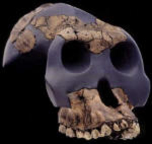 Australopithecus garhi