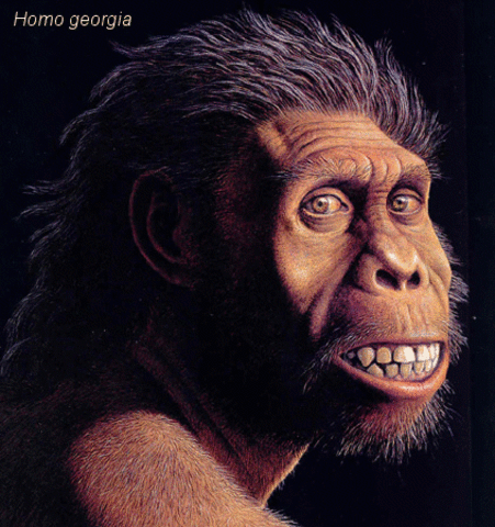 Homo georgicus