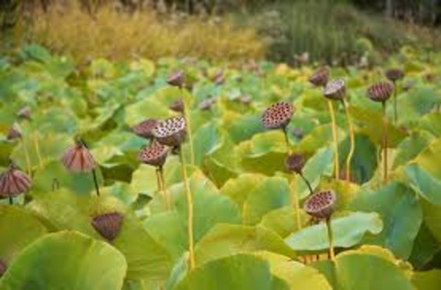 The Lotus Eaters 1190 BC