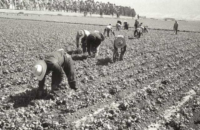 The Bracero Program