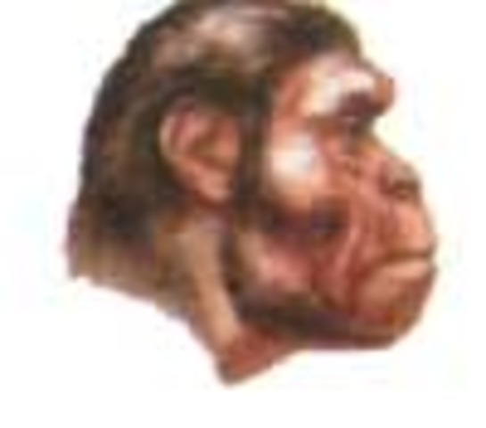 Австралопитек.