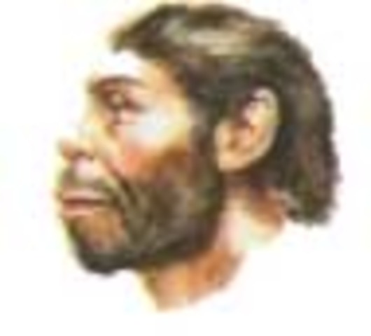 Человек прямоходящий.