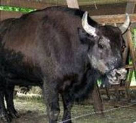 Beefalo