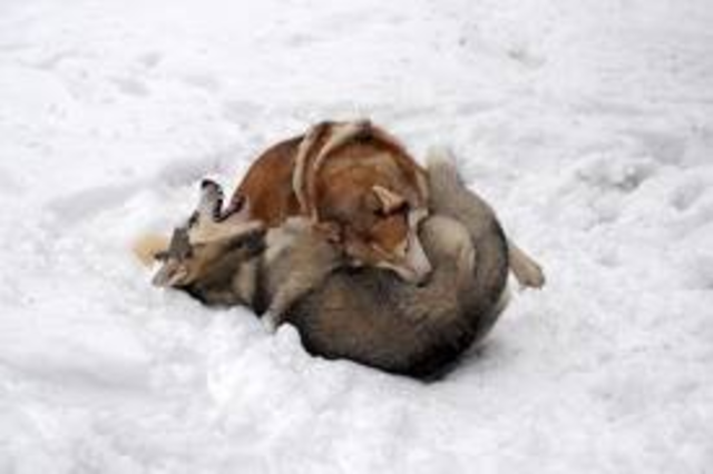 Buck led a pack of 60 dogs going after a rabbit. Spitz got the rabbit. This made Buck mad so they fought to the death and Buck won.