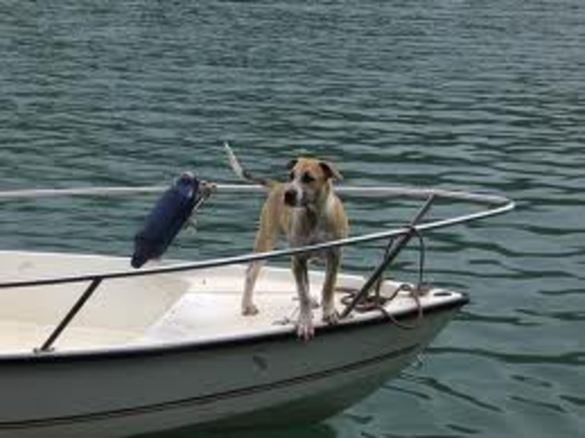 The crew was on a narwhal to Dyea.