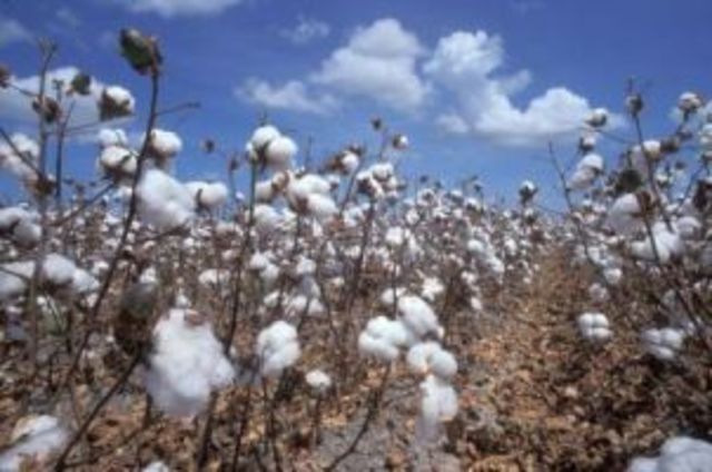 Cotton Workers Strike