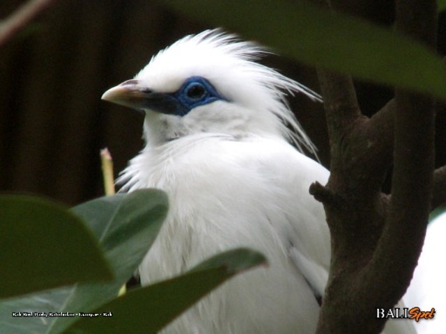 They found a "Beautiful Bird."