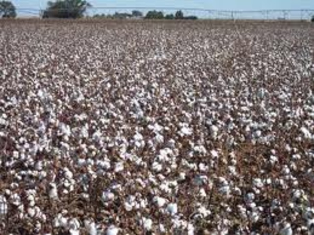 Cotton