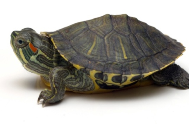 Peter got Dribble the turtle