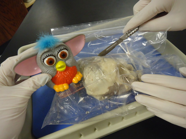 Furby a coupé un coeur du mouton.