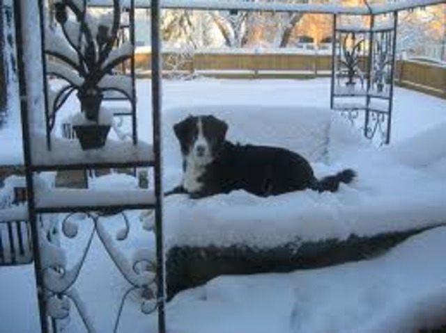 Spitz got into Bucks bed.Buck was angered and they fought.