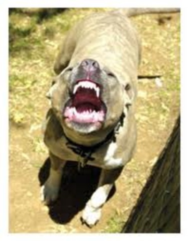 Buck watched as Curly was killed. Spitz laughed at the death and that angered Buck.