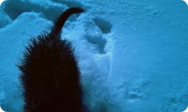 Buck learns how to survive, like digging a hole in the snow to keep warm