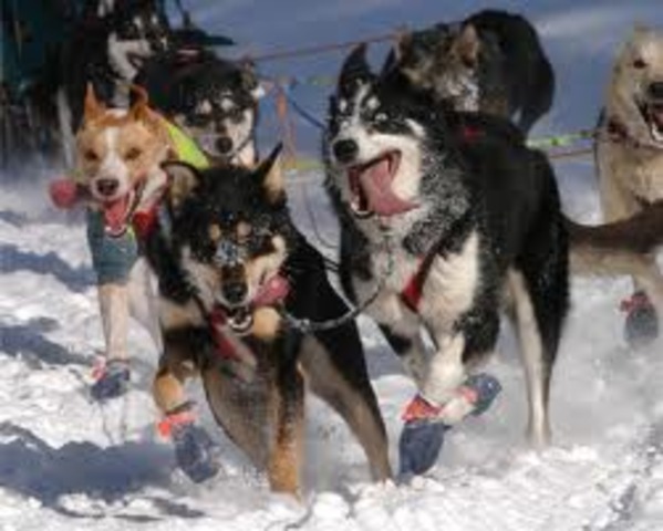 Buck is made leader of the team.