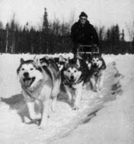 sled dog