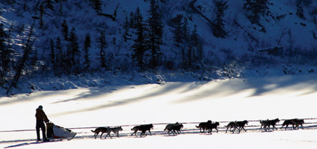 The dog sled falls into the ice, but Buck and John Thorton are still alive