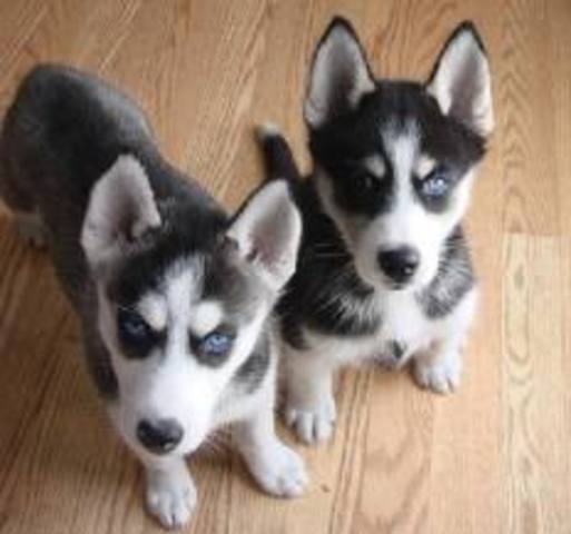 The yeehats come and kill John.