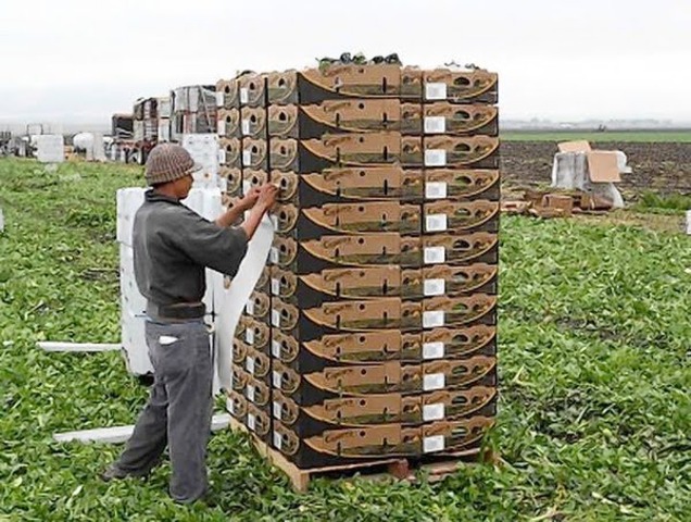 Arthur Ashe First Black Man to Win Wimbledon
