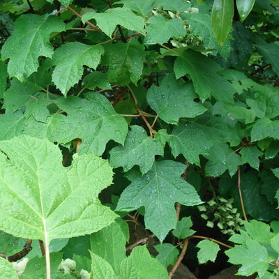 Timeline: Lima Bean Growth Experiment