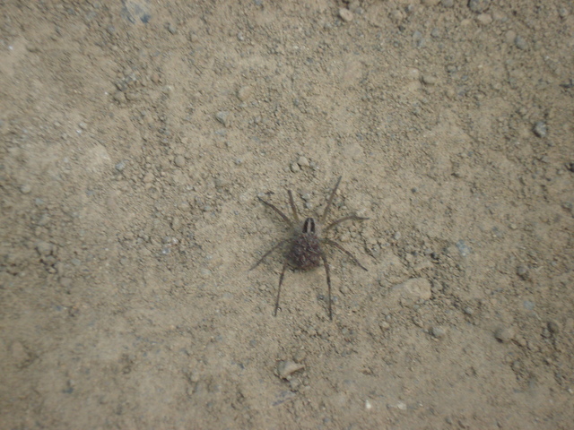 The "Sun Only" plant soil is dry and there is no sign of growth