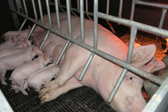 Sow X-84 gives birth to 10 piglets