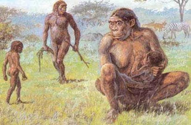 Ardipithecus,  australopitecos y parántropos: Los primeros bípedos.