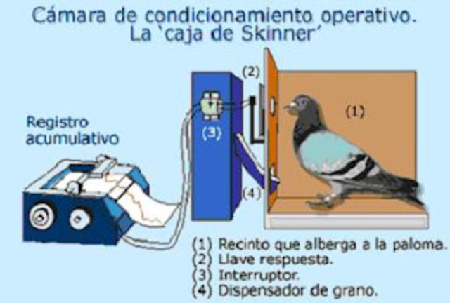 El pequeño Albert y la Paloma de Skinner