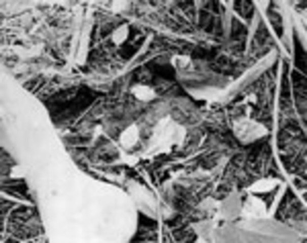 Flying Officer Glen Henry Sage