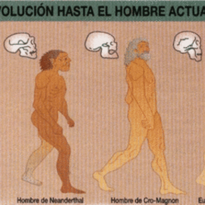 Timeline: Evolucion del hombre
