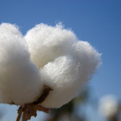 Timeline: Cotton