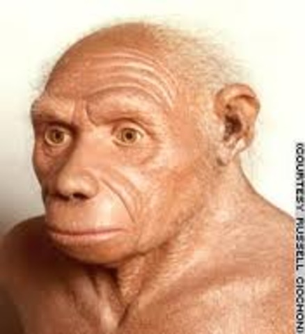 Homo  erectus