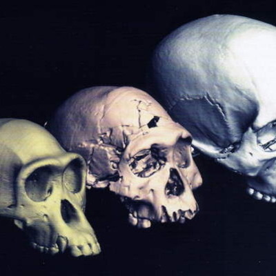 Timeline: Evolución del hombre