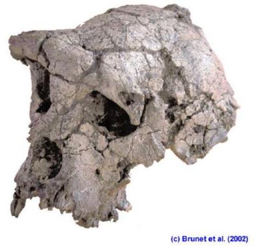 Los Pre-Australopithecus