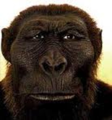 Paranthropus boisei