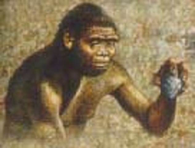 Hace 2.5 millones de años aparecio el Homo habilis